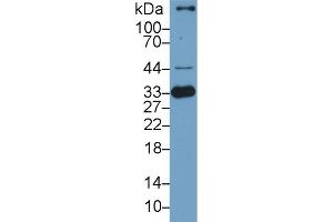 Detection of HO1 in Porcine Spleen lysate using Polyclonal Antibody to Heme Oxygenase 1 (HO1)