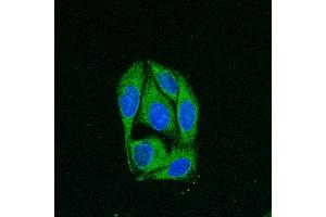 Immunofluorescence (IF) image for anti-Calnexin (CANX) (C-Term) antibody (DyLight 488) (ABIN7273048)