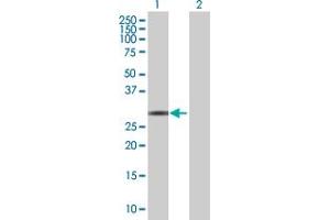 Western Blot analysis of RNASE10 expression in transfected 293T cell line by RNASE10 MaxPab polyclonal antibody.