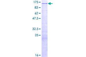 Image no. 1 for E4F Transcription Factor 1 (E4F1) (AA 1-784) protein (GST tag) (ABIN7540242)