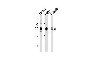 GFER Antibody (Center) (ABIN655148 and ABIN2844769) western blot analysis in MCF-7, cell line and rat testis tissue lysates (35 μg/lane). (GFER anticorps  (AA 67-94))