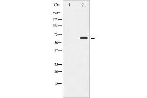 Western blot analysis of Cyclin B1 expression in serum treated HeLa whole cell lysates,The lane on the left is treated with the antigen-specific peptide. (Cyclin B1 anticorps  (Internal Region))