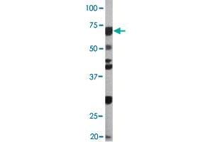 The CDC6 (phospho S54) polyclonal antibody  is used in Western blot to detect Phospho-CDC6-S54 in Ramos cell lysate (CDC6 anticorps  (pSer54))