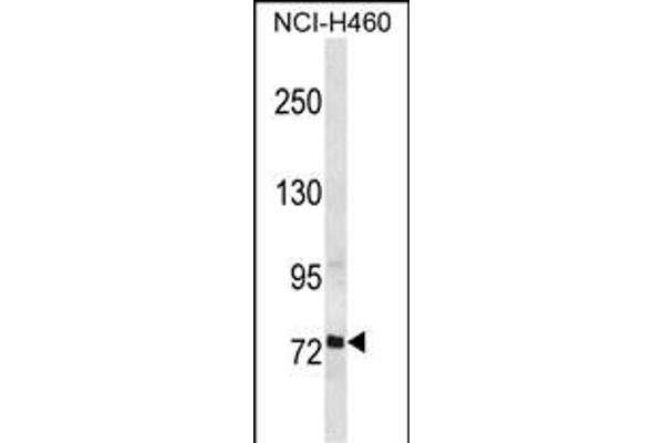 RFX2 antibody  (C-Term)