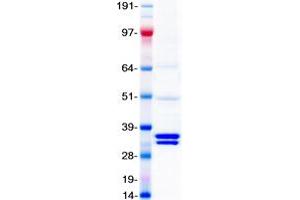 Validation with Western Blot