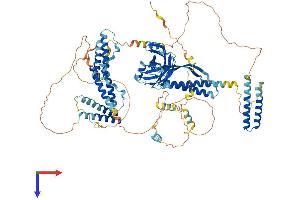 AlphaFold protein structure predicition of Human Recombinant CC2D1B Protein, UniprotID Q5T0F9