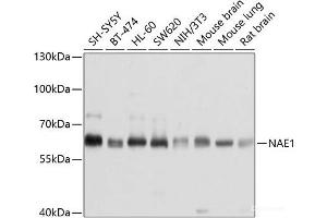 Western blot analysis of extracts of various cell lines using NAE1 Polyclonal Antibody at dilution of 1:1000. (NAE1 anticorps)