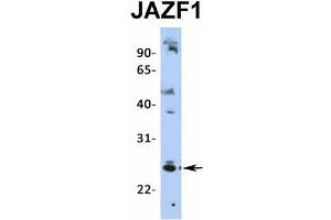 Host:  Rabbit  Target Name:  JAZF1  Sample Type:  HepG2  Antibody Dilution:  1. (JAZF1 anticorps  (N-Term))