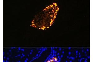 Immunofluorescence analysis of Rat pancreas using SST Polyclonal Antibody at dilution of 1:100 (40x lens). (Somatostatin anticorps)