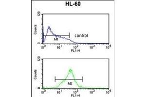 CARD4 Antibody (C-term) (ABIN652666 and ABIN2842447) flow cytometric analysis of HL-60 cells (bottom histogram) compared to a negative control cell (top histogram).