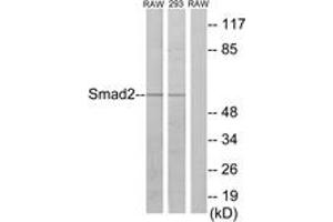 Western blot analysis of extracts from RAW264. (SMAD2 anticorps  (AA 186-235))