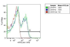 Fluorescence Microscopy (FM) image for anti-Heat Shock Protein 70 (HSP70) antibody (ABIN361707)