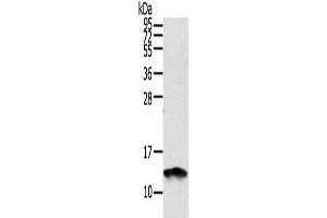 Western Blotting (WB) image for anti-S100 Calcium Binding Protein A11 (S100A11) antibody (ABIN2424123) (S100A11 anticorps)