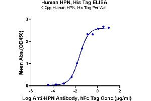 Immobilized Human HPN, His Tag at 2 μg/mL (100 μL/Well) on the plate.