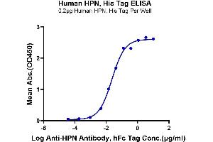 Immobilized Human HPN, His Tag at 2 μg/mL (100 μL/Well) on the plate. (Hepsin Protein (HPN) (AA 45-417) (His tag))