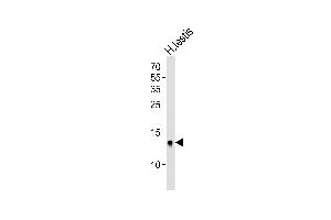 Western blot analysis of lysate from human testis tissue lysate, using DEFB107A Antibody (C-term) (ABIN6244252 and ABIN6577438).