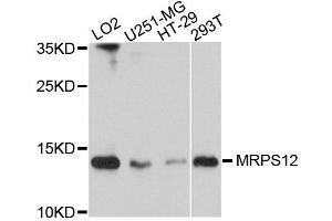 Western blot analysis of extracts of various cells, using MRPS12 antibody.