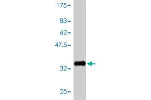 Western Blot detection against Immunogen (33.