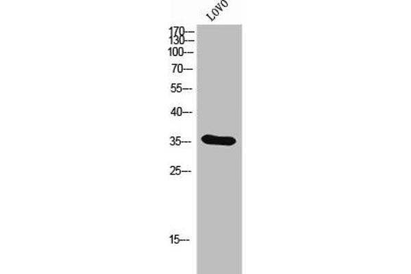 OR4D6 antibody  (C-Term)