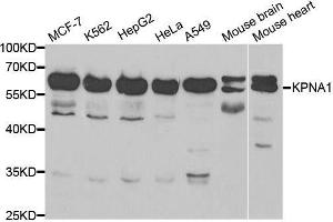 Western blot analysis of extracts of various cell lines, using KPNA1 antibody. (KPNA1 anticorps  (AA 1-300))