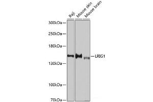 Western blot analysis of extracts of various cell lines using LRIG1 Polyclonal Antibody at dilution of 1:3000. (Lrig1 anticorps)