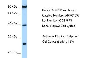 Western Blotting (WB) image for anti-BH3 Interacting Domain Death Agonist (BID) (C-Term) antibody (ABIN970192) (BID anticorps  (C-Term))