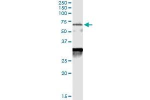 Immunoprecipitation of CDC25A transfected lysate using anti-CDC25A MaxPab rabbit polyclonal antibody and Protein A Magnetic Bead , and immunoblotted with CDC25A purified MaxPab mouse polyclonal antibody (B01P) .