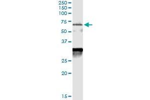 Immunoprecipitation of CDC25A transfected lysate using anti-CDC25A MaxPab rabbit polyclonal antibody and Protein A Magnetic Bead , and immunoblotted with CDC25A purified MaxPab mouse polyclonal antibody (B01P) . (CDC25A anticorps  (AA 1-524))