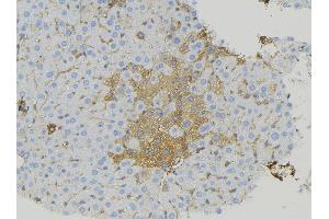 ABIN6274934 at 1/100 staining Mouse liver tissue by IHC-P. (CABP7 anticorps  (N-Term))