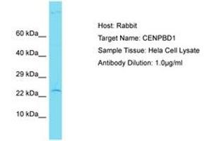 Image no. 1 for anti-CENPB DNA-Binding Domains Containing 1 (CENPBD1) (AA 55-104) antibody (ABIN6750823) (CENPBD1 anticorps  (AA 55-104))