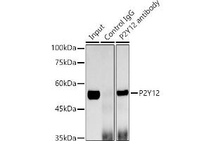 Immunoprecipitation analysis of 600 μg extracts of Mouse brain cells using 3 μg P2Y12 antibody (ABIN7269752). (P2RY12 anticorps)