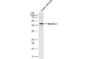 Mouse large intestine lysates probed with MANSC1 Polyclonal Antibody, Unconjugated  at 1:300 dilution and 4˚C overnight incubation.