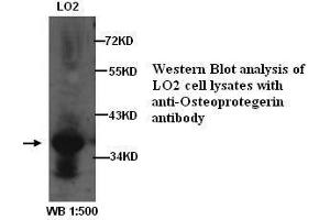 Image no. 2 for anti-Tumor Necrosis Factor Receptor Superfamily, Member 11b (TNFRSF11B) antibody (ABIN790903) (Osteoprotegerin anticorps)
