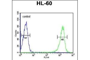 PSME1 Antibody (C-term) (ABIN651448 and ABIN2840245) flow cytometric analysis of HL-60 cells (right histogram) compared to a negative control cell (left histogram). (PSME1 anticorps  (C-Term))