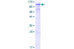 Image no. 1 for Transducin-Like Enhancer of Split 1 (E(sp1) Homolog, Drosophila) (TLE1) (AA 1-770) protein (GST tag) (ABIN1322833)