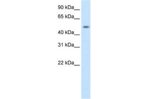 Western Blotting (WB) image for anti-DMRT-Like Family A1 (DMRTA1) antibody (ABIN2461550) (DMRTA1 anticorps)