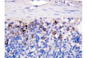 Anti CD40Lantibody,  IHC(P) IHC(P): Rat Intestine Tissue (CD40 Ligand anticorps  (N-Term))