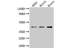 Western Blot Positive WB detected in: K562 whole cell lysate, Rat brain tissue, Mouse brain tissue All lanes: VPS26B antibody at 3.