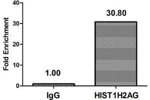 Chromatin Immunoprecipitation Hela (4*10 6 ) were treated with Micrococcal Nuclease, sonicated, and immunoprecipitated with 5 μg anti-HIST1H2AG (ABIN7139609) or a control normal rabbit IgG.