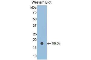 Western Blotting (WB) image for anti-Lectin, Galactoside-Binding, Soluble, 9C (LGALS9C) (AA 17-148) antibody (ABIN1858957) (LGALS9C anticorps  (AA 17-148))