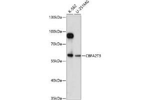 Western blot analysis of extracts of various cell lines, using CBFT3 antibody (ABIN7266502) at 1:1000 dilution. (CBFA2T3 anticorps  (AA 305-390))