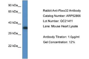 Western Blotting (WB) image for anti-F-Box Protein 32 (FBXO32) (C-Term) antibody (ABIN2785131)