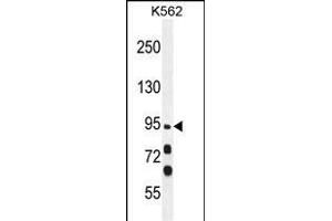 MYO19 Antibody (Center) (ABIN655116 and ABIN2844747) western blot analysis in K562 cell line lysates (35 μg/lane). (Myosin XIX anticorps  (AA 554-582))
