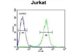 flow cytometric analysis of Jurkat cells (right histogram) compared to a negative control cell (left histogram) using MPP1 Antibody , followed by FITC-conjugated goat-anti-rabbit secondary antibodies.