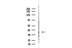 Western blot analysis of lysates from Mouse testis, using Phospho-CDK2 (Thr160) Antibody at 1/1000 dilution.