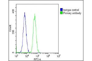 Overlay histogram showing U-2 OS cells stained with (ABIN652702 and ABIN2842467)(green line).