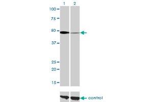 Western blot analysis of NFIC over-expressed 293 cell line, cotransfected with NFIC Validated Chimera RNAi (Lane 2) or non-transfected control (Lane 1).
