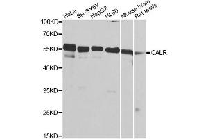 Western blot analysis of extracts of various cell lines, using CALR antibody. (Calreticulin anticorps)