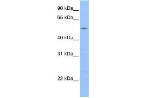 GCOM1 antibody used at 1 ug/ml to detect target protein. (GCOM1 anticorps  (C-Term))