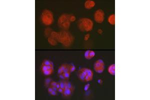 Immunofluorescence analysis of MCF7 cells using DNPH1 Rabbit mAb (ABIN7266383) at dilution of 1:50 (40x lens).
